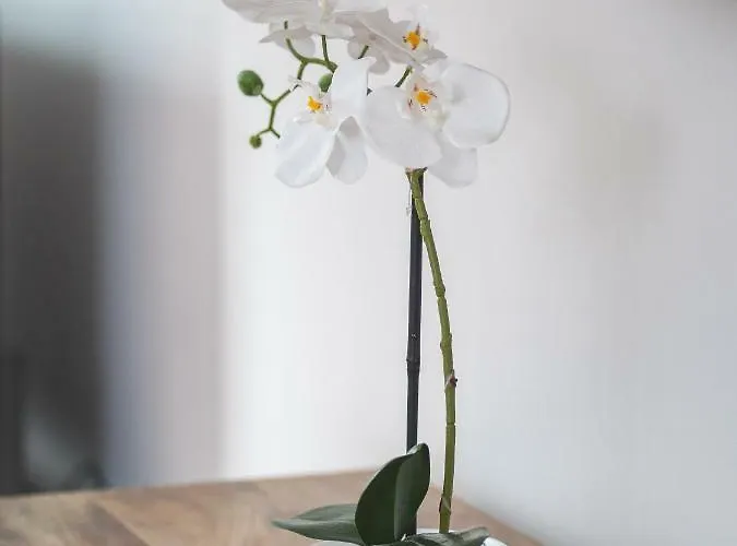 Apartamento City Apartments Siegburg Studios Siegburg